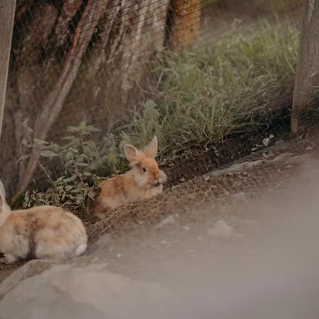 Vom Reiter, Am Bauernhof Mit Bergblick Und Privater Infrarotkabine, Nahe Skipiste Appartamento Schladming
