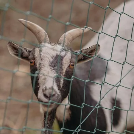 Апартаменты Vom Reiter, Am Bauernhof Mit Bergblick Und Privater Infrarotkabine, Nahe Skipiste *