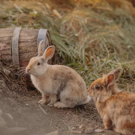 Appartamento Vom Reiter, Am Bauernhof Mit Bergblick Und Privater Infrarotkabine, Nahe Skipiste Schladming