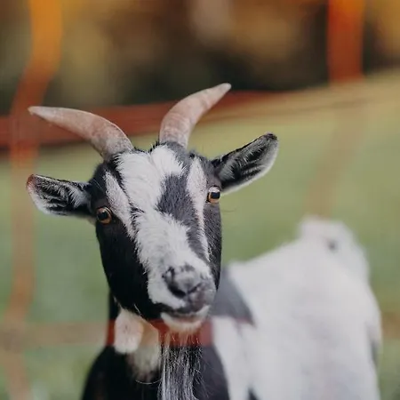 Апартаменты Vom Reiter, Am Bauernhof Mit Bergblick Und Privater Infrarotkabine, Nahe Skipiste Шладминг