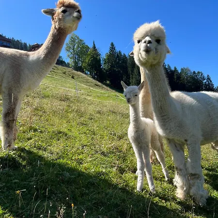 Vom Reiter, Am Bauernhof Mit Bergblick Und Privater Infrarotkabine, Inklusive Sommercard Apartment *