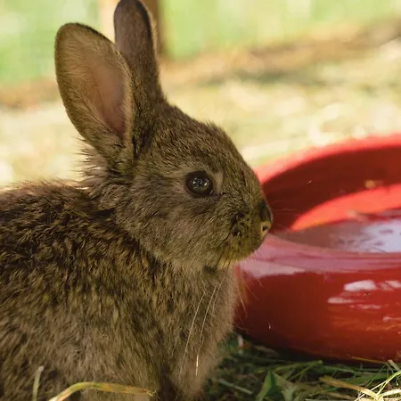 Vom Reiter, Am Bauernhof Mit Bergblick Und Privater Infrarotkabine, Nahe Skipiste Appartamento *
