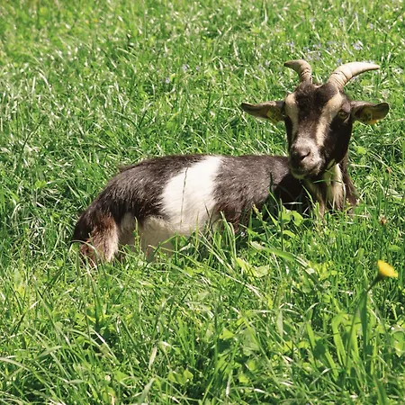 Vom Reiter, Am Bauernhof Mit Bergblick Und Privater Infrarotkabine, Nahe Skipiste Appartamento