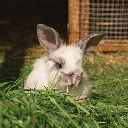 Vom Reiter, Am Bauernhof Mit Bergblick Und Privater Infrarotkabine, Nahe Skipiste Appartement *