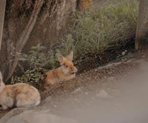 Vom Reiter, Am Bauernhof Mit Bergblick Und Privater Infrarotkabine, Nahe Skipiste Apartment Schladming