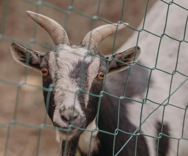 דירה Vom Reiter, Am Bauernhof Mit Bergblick Und Privater Infrarotkabine, Nahe Skipiste *