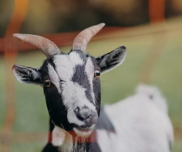 דירה Vom Reiter, Am Bauernhof Mit Bergblick Und Privater Infrarotkabine, Nahe Skipiste שלאדמינג