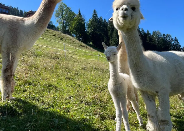 Vom Reiter, Am Bauernhof Mit Bergblick Und Privater Infrarotkabine, Nahe Skipiste Apartment *