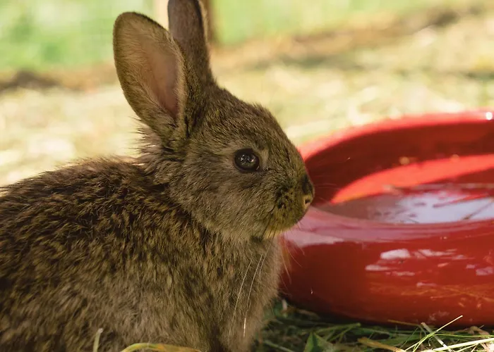 Vom Reiter, Am Bauernhof Mit Bergblick Und Privater Infrarotkabine, Nahe Skipiste Apartment *