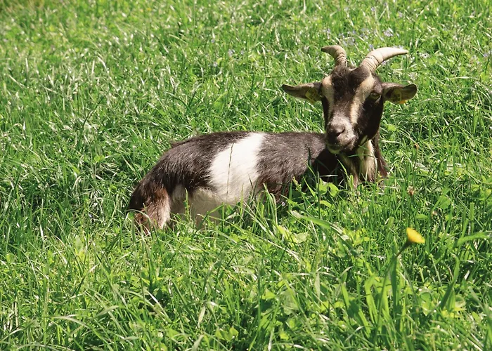 Vom Reiter, Am Bauernhof Mit Bergblick Und Privater Infrarotkabine, Nahe Skipiste Apartment