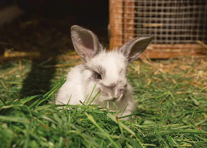 Vom Reiter, Am Bauernhof Mit Bergblick Und Privater Infrarotkabine, Nahe Skipiste דירה *