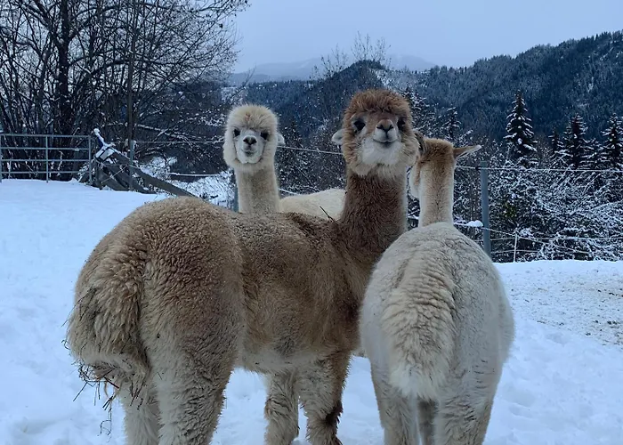 Vom Reiter, Am Bauernhof Mit Bergblick Und Privater Infrarotkabine, Nahe Skipiste Apartman *